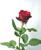 rose2